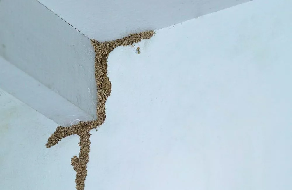 Cara menghilangkan rayap di tembok